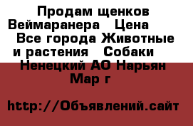 Продам щенков Веймаранера › Цена ­ 30 - Все города Животные и растения » Собаки   . Ненецкий АО,Нарьян-Мар г.